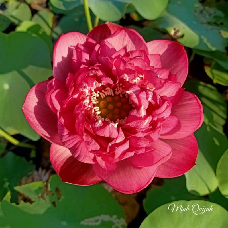 Củ sen Rosy sunshine