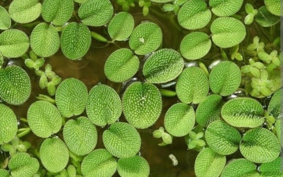 bèo tai chuột , trang trí bể thủy sinh (5 cây)