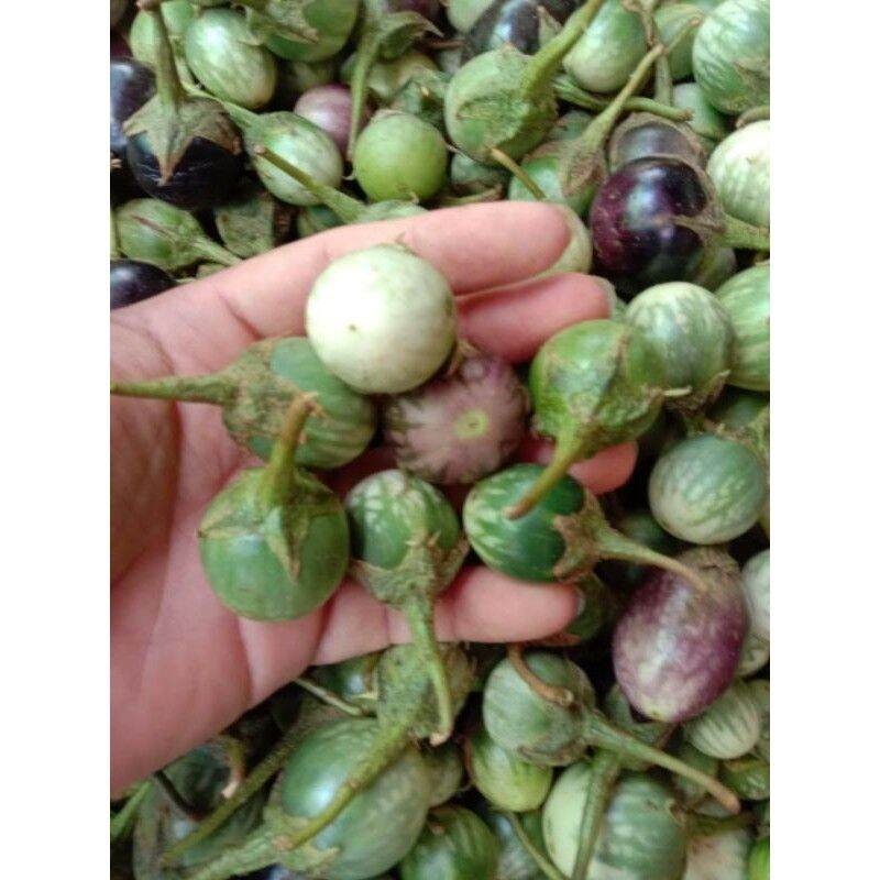 Trái Cà đắng Đặc sản Tây Nguyên (1kg) [ TƯƠI NGON, SIÊU ĐẮNG ]