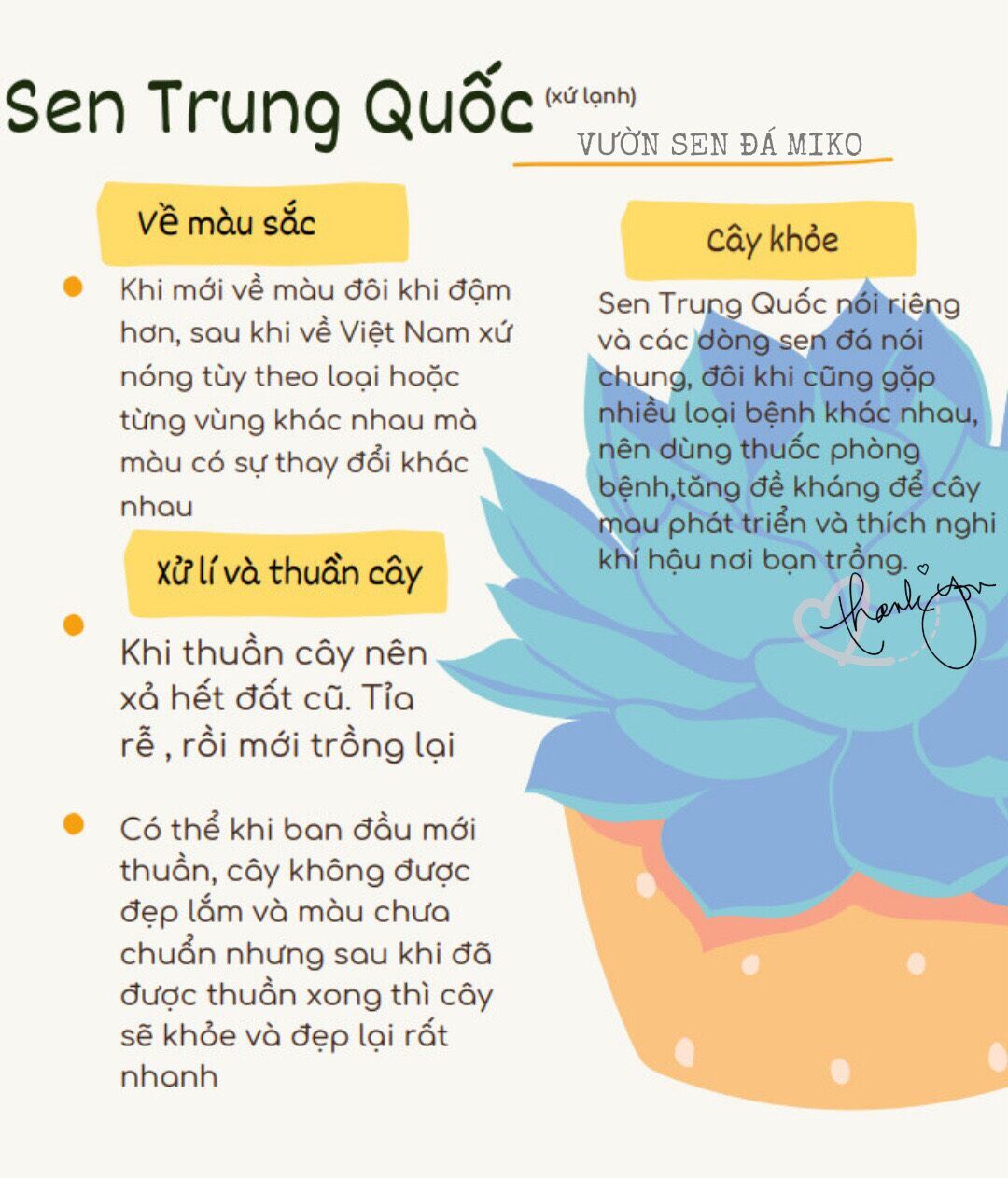 Sen Mông/Thạch Lan cả bụi nhiều cây size cây từ 0,2-0,5cm