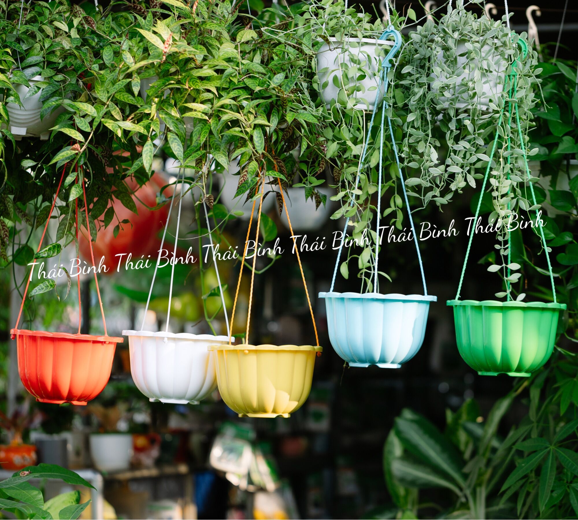 Chậu treo bí lớn 22x14 - chậu nhựa thái bình
