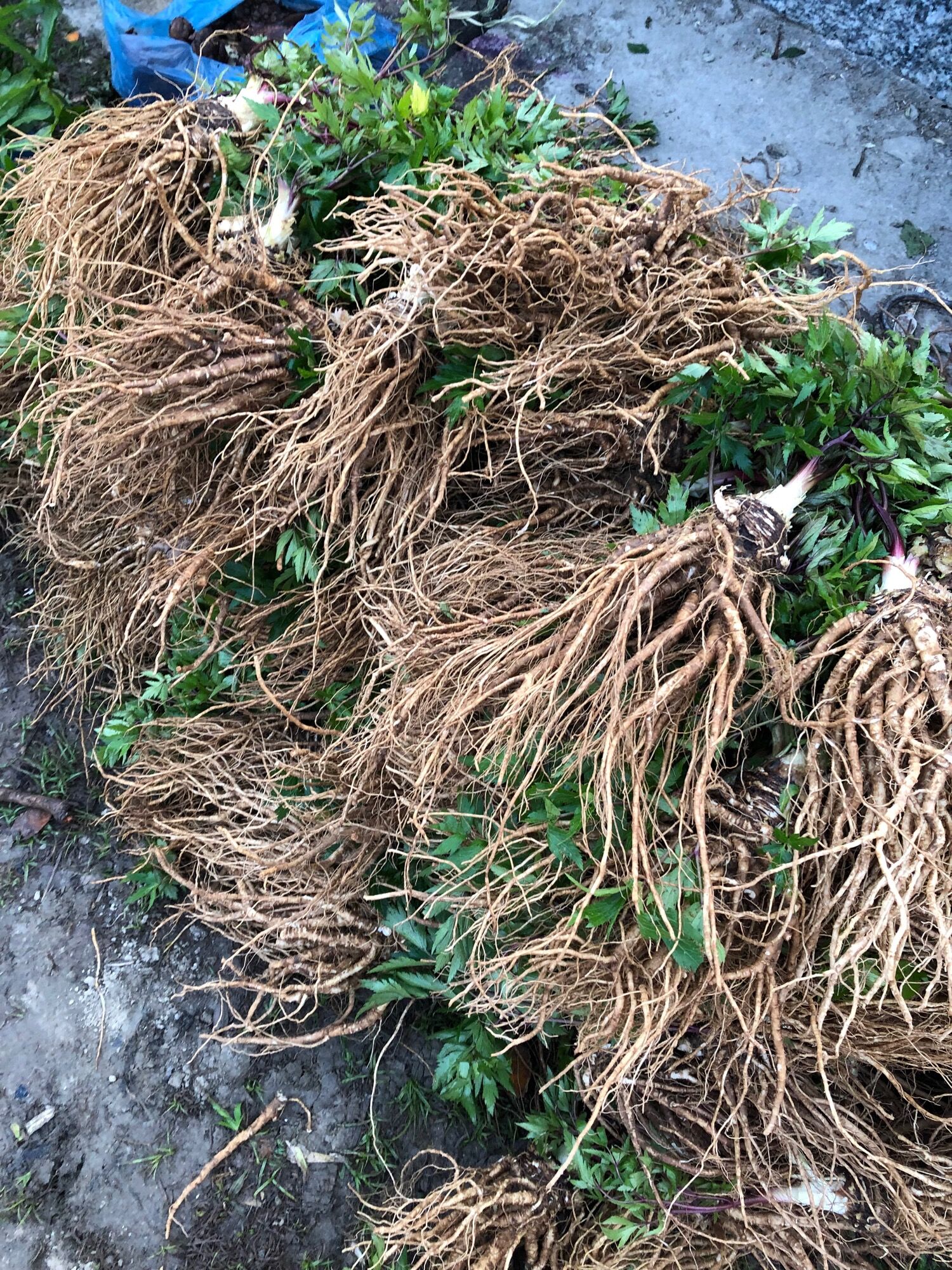 40k/kg sâm đương quy tươi ( combo 5kg =200k)