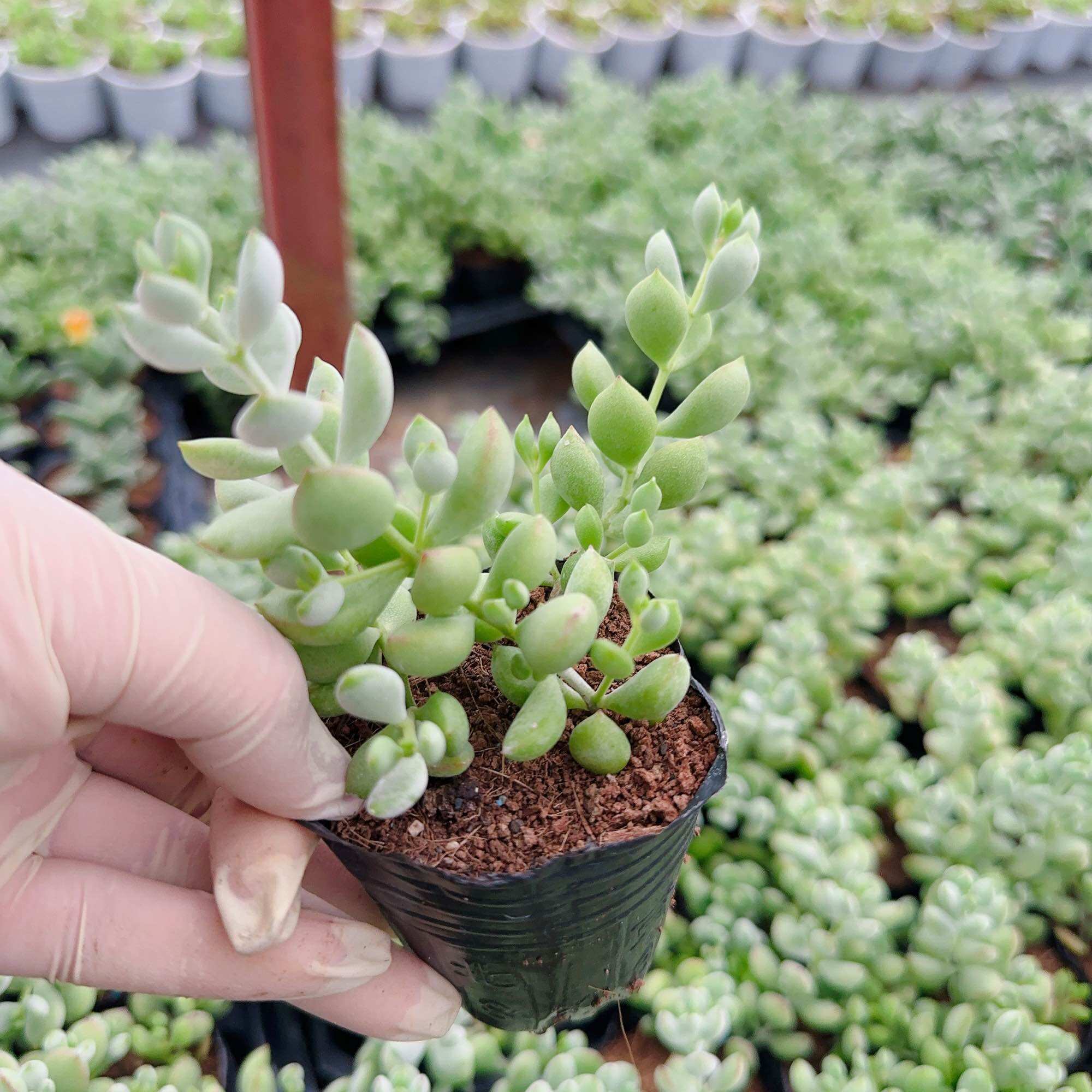 Sen đá sỏi dây size bầu 3-5cm
