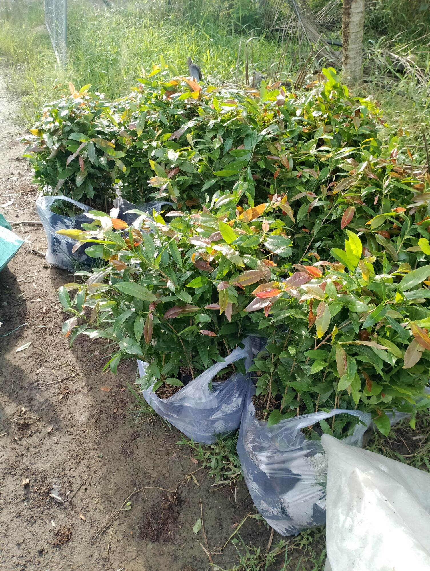 20 Cây mai con quấn rễ cao từ 40 đến 60 cm
