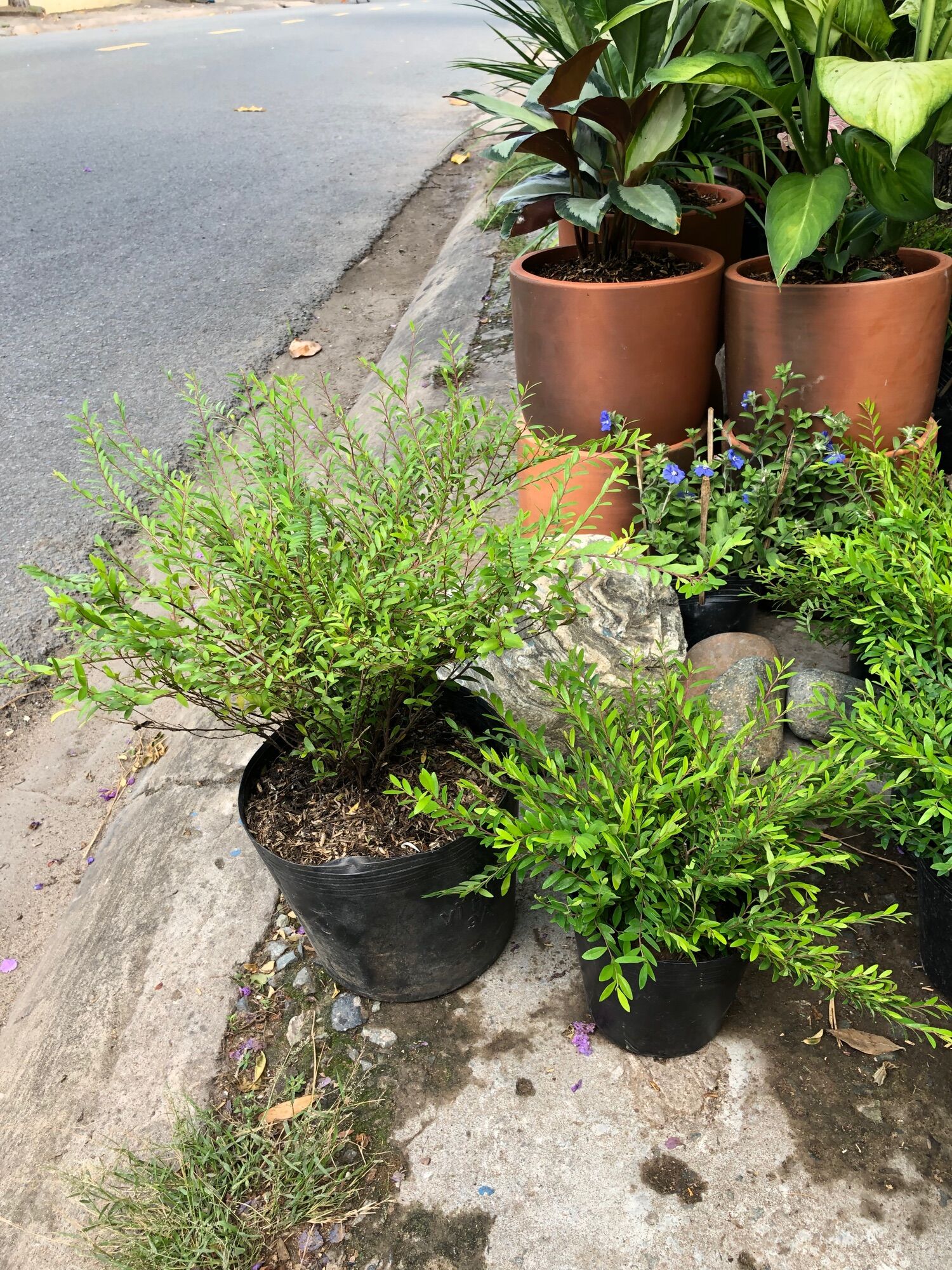 Cây sơn liễu Thái size lớn