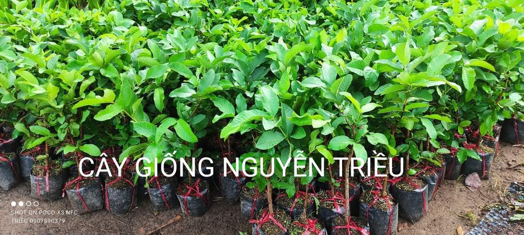 Cây giống ổi lê đài loan