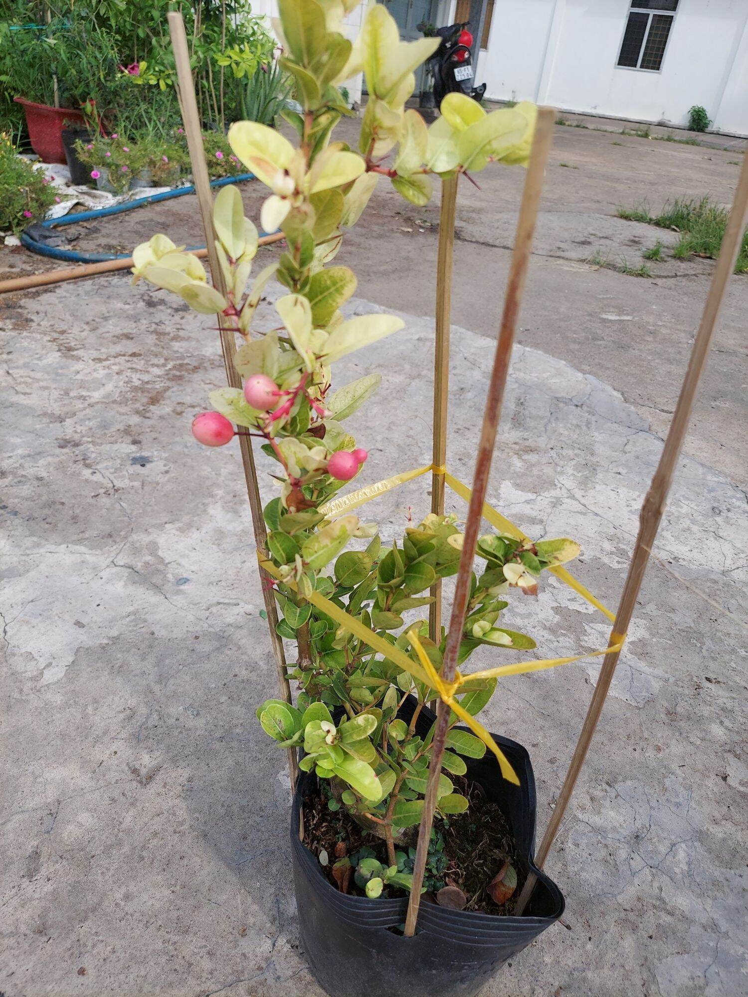 Cây Si rô đang trái, bông nụ nhiều