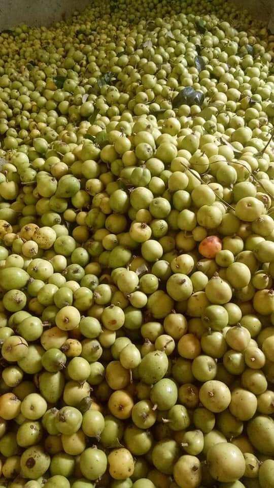 1kg táo mèo tươi