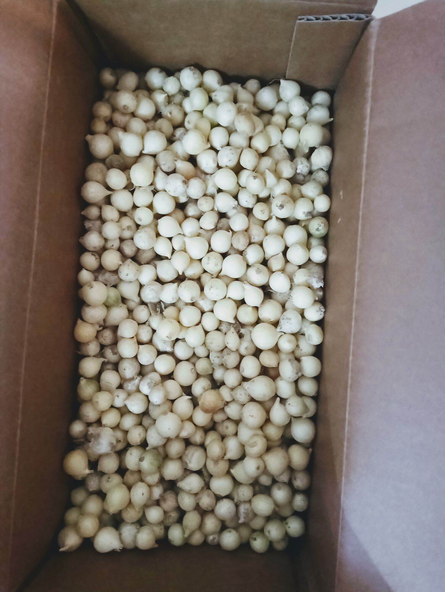 1 Kg hành tăm/ củ nén