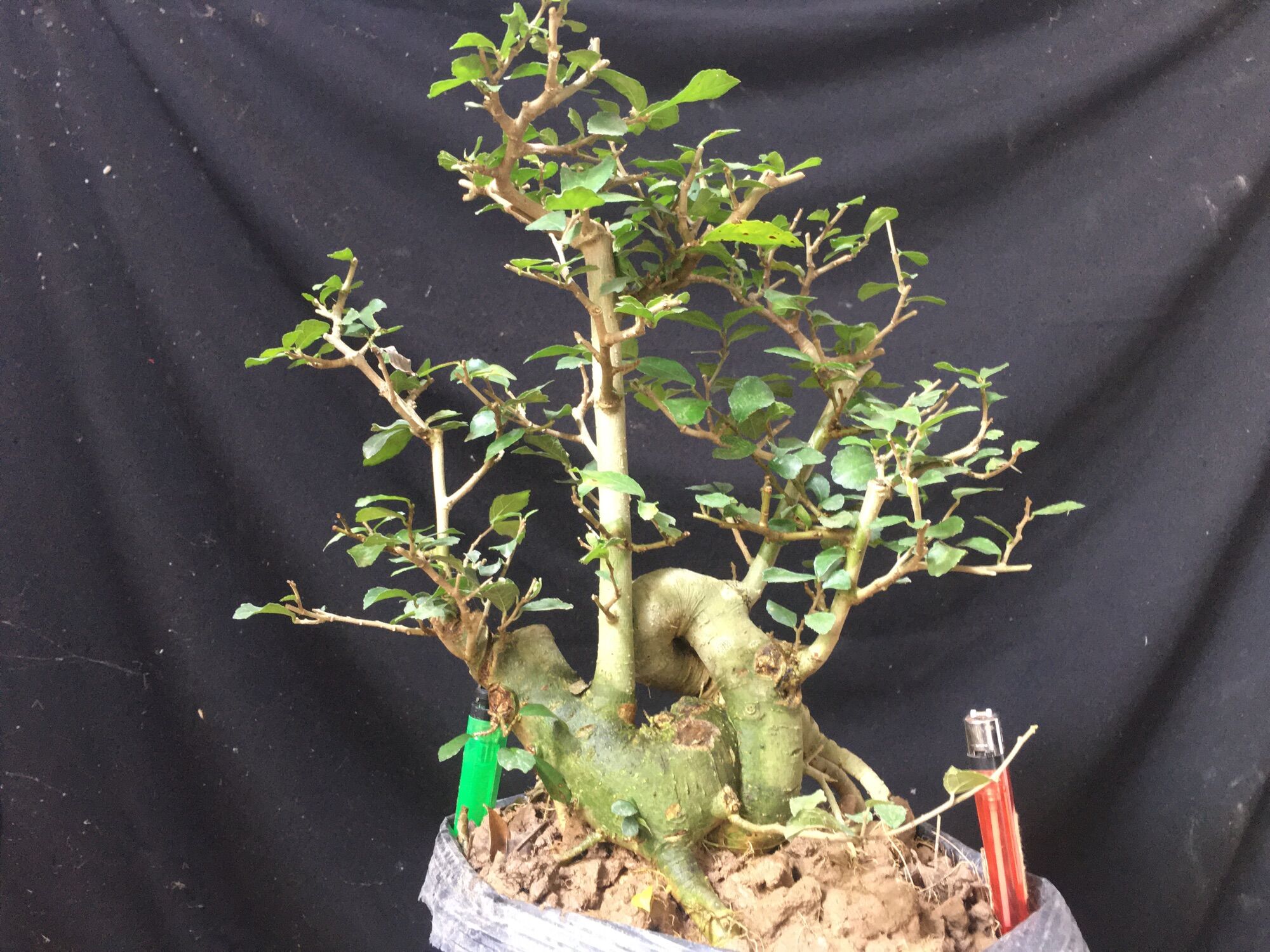 Cây duối mini cốt quoái 4 năm tuổi trên bầu đất