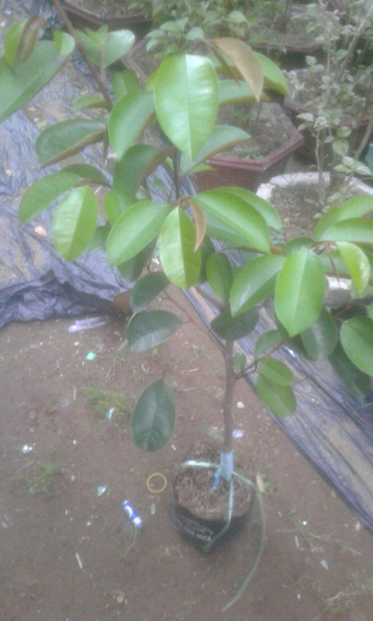 Vú sữa mica, vú sữa lò rèn