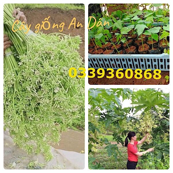 Combo 5 cây đu đủ đực, cây đu đủ, đu đủ