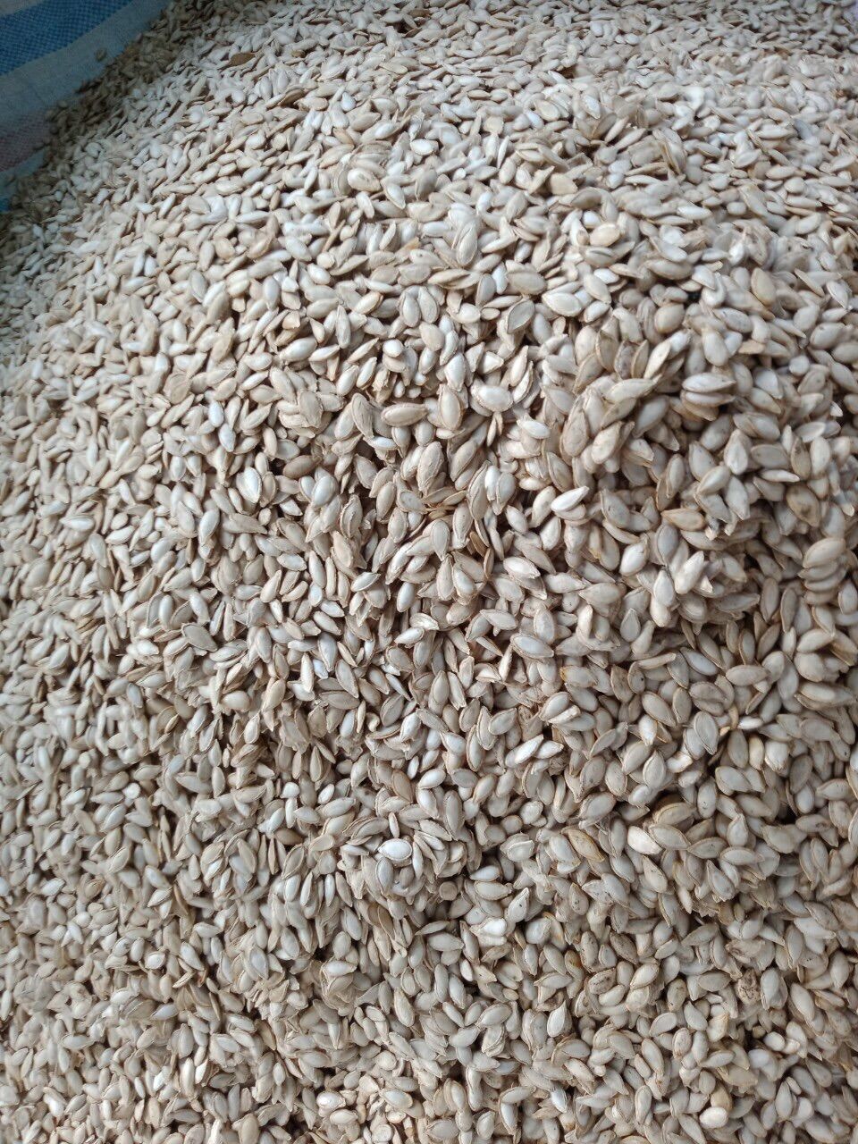 Hạt bí dân 120k/kg chuẩn sạch bao lép