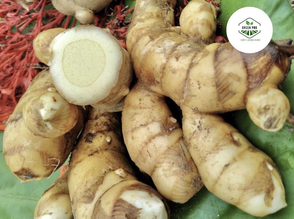 NGHỆ TRẮNG ( NGHỆ ĐỘC THÂN )