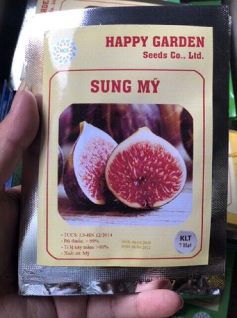 Hạt giống sung mỹ