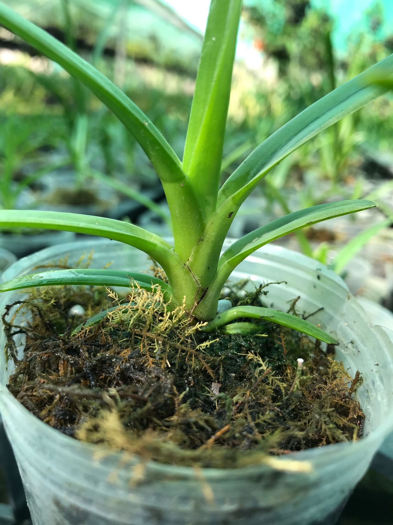 Hoa Lan Kiếm Phan Trí