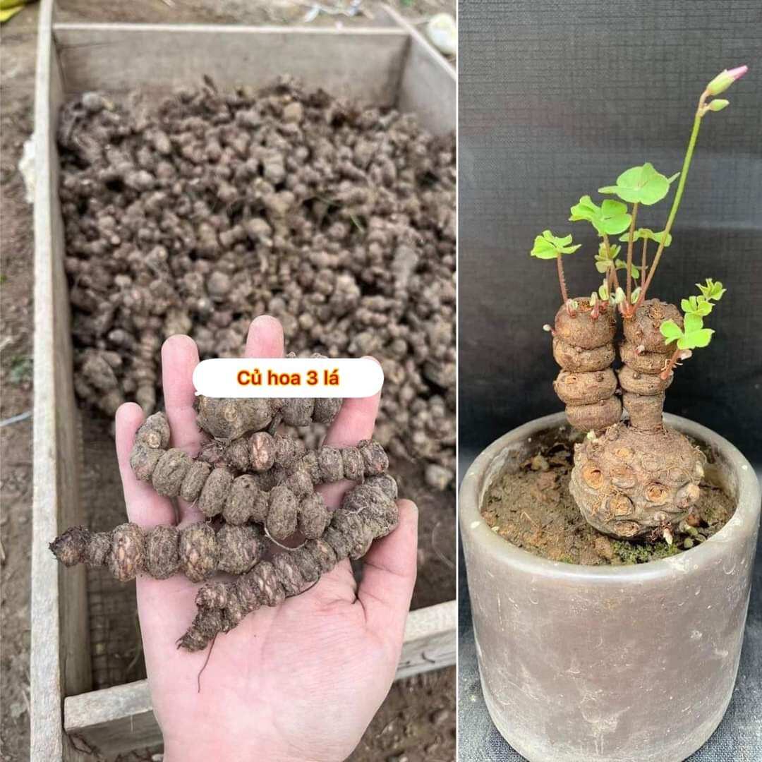 Củ Hoa ba lá (combo 5 củ)