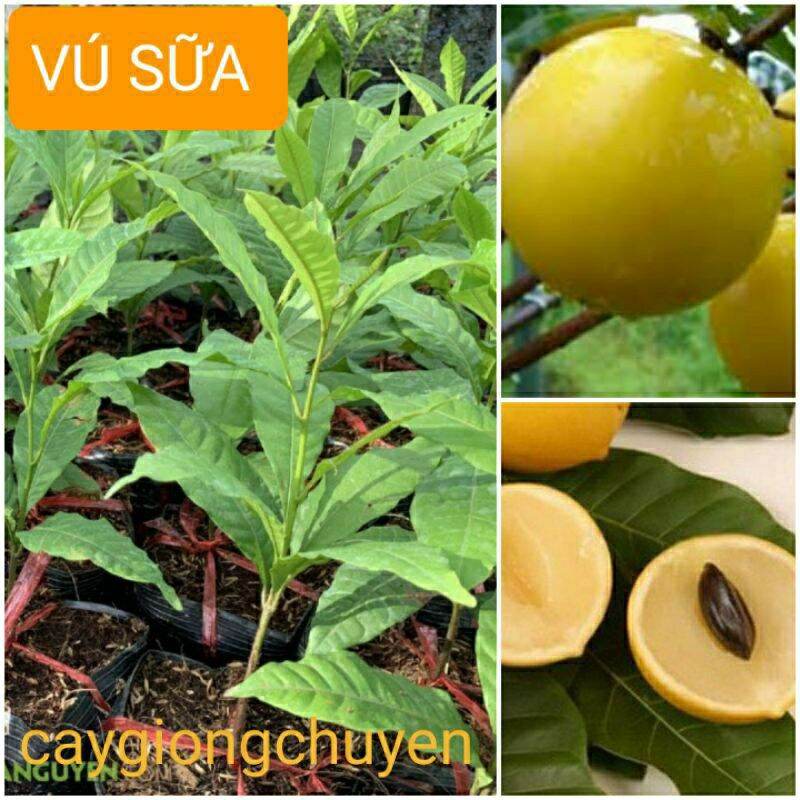 Cây giống vú sữa hoàng kim