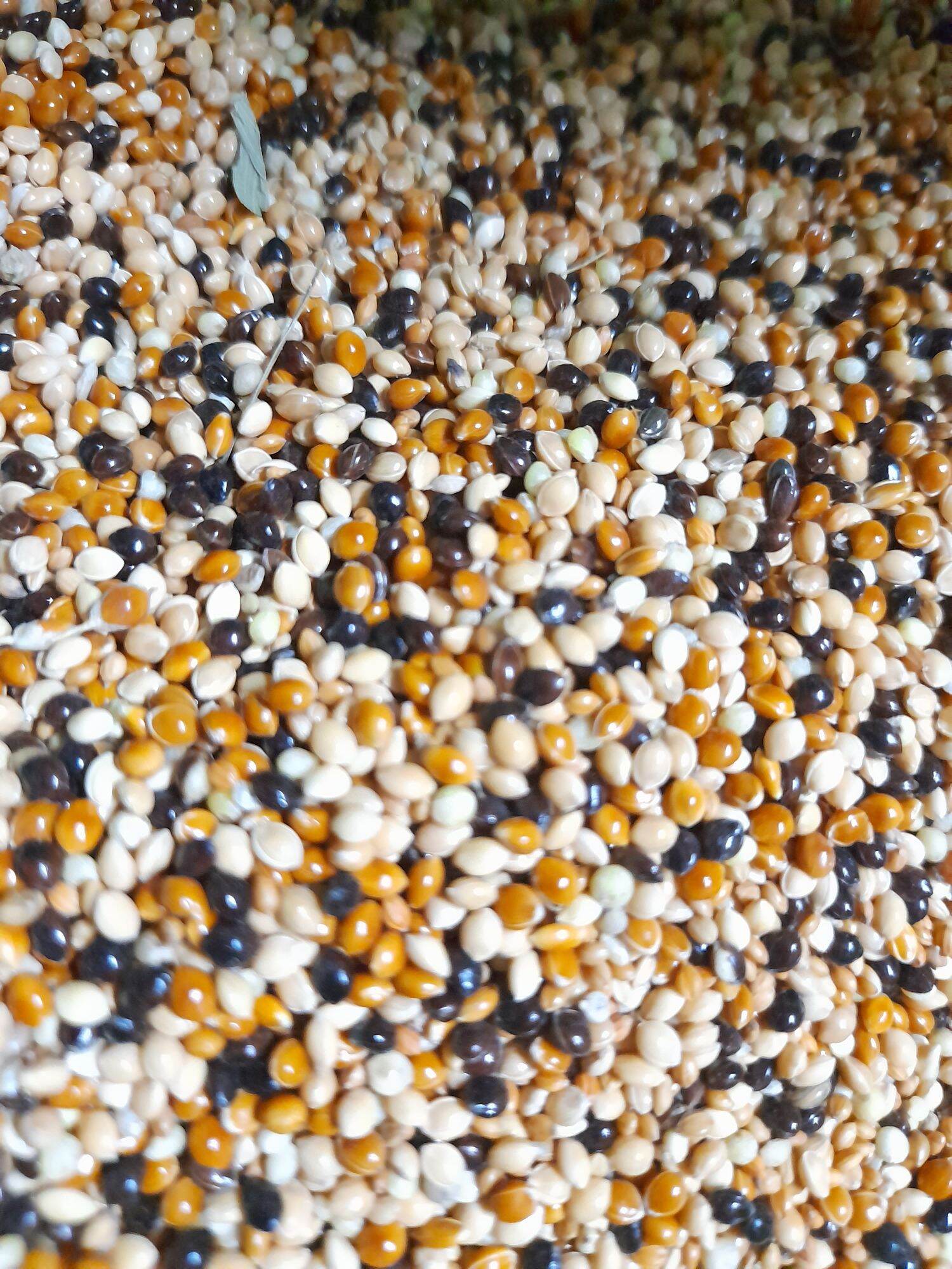 Cỏ thái 5 loại hạt cho cu gáy 1kg