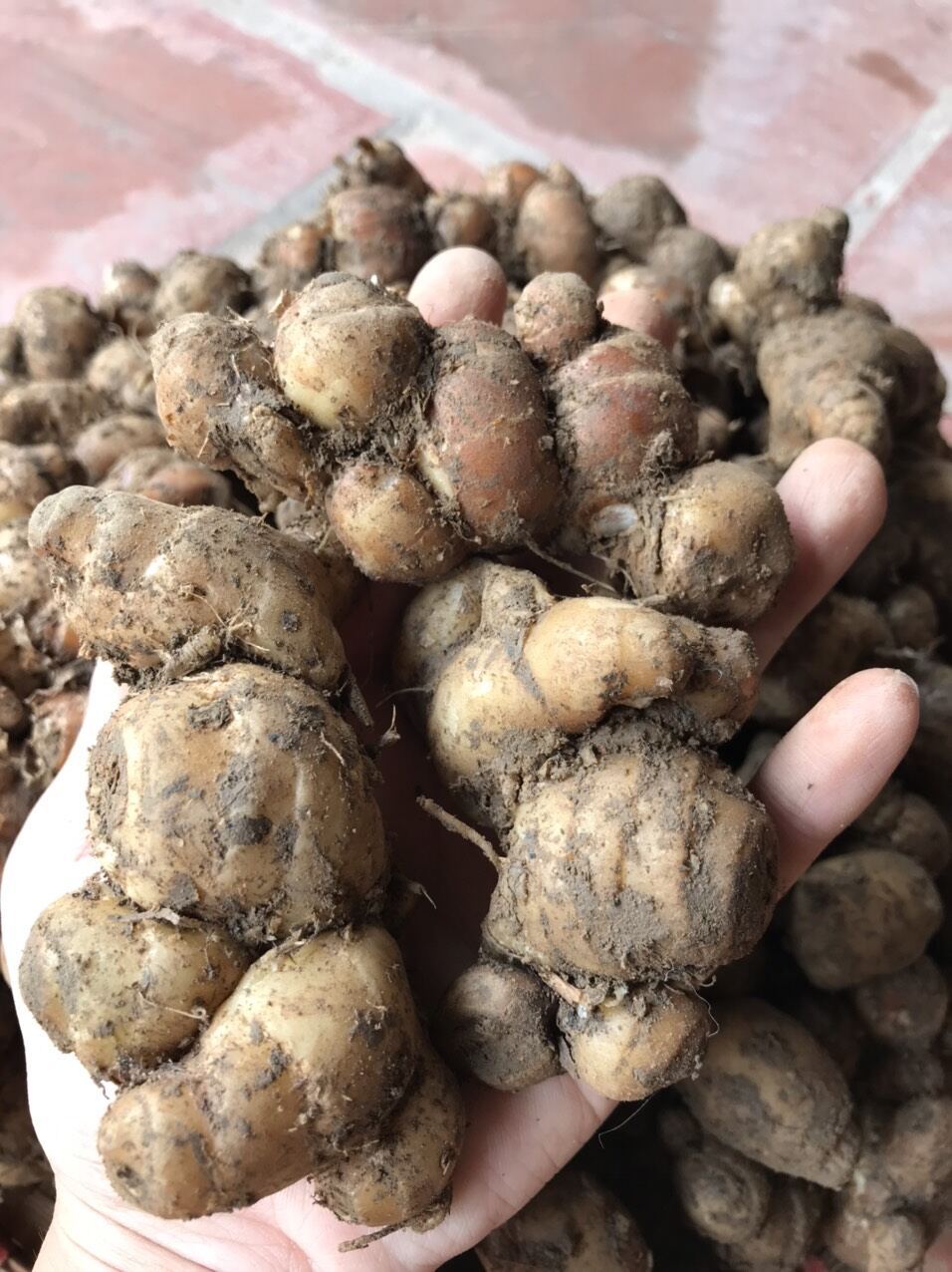 Địa liền tươi 1kg loại to