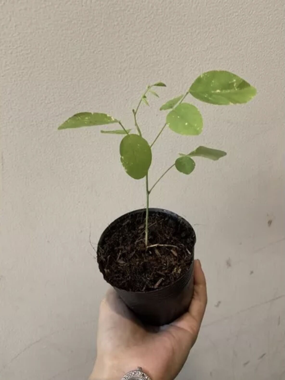 Cây đậu biếc