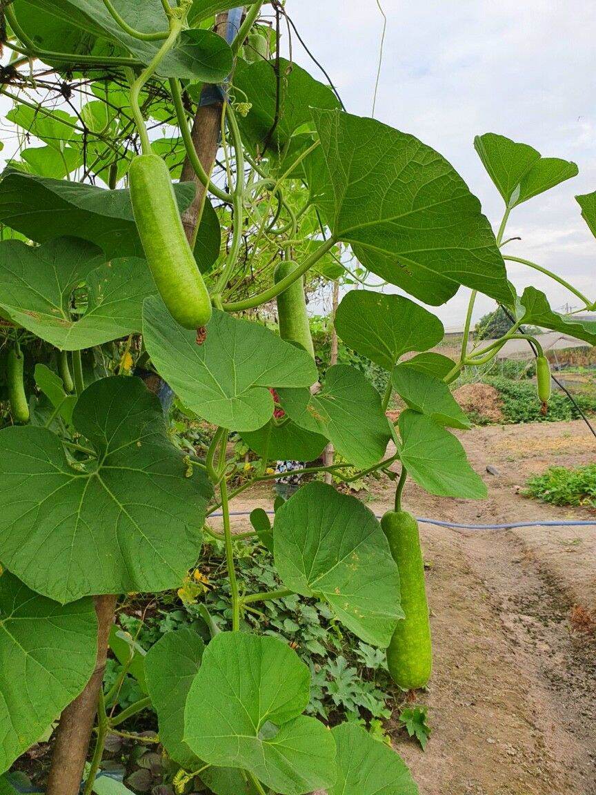 Hạt giống bầu sao F1