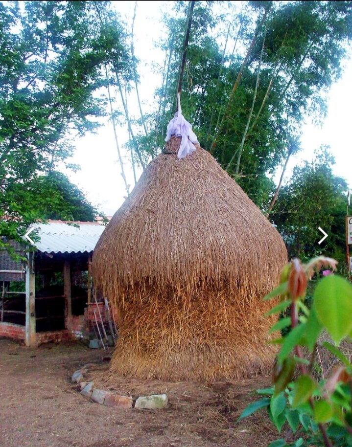 1ký rơm rạ khô