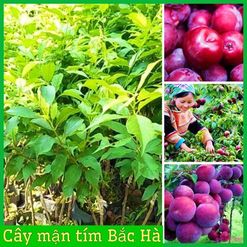 Cây giống mận tím bắc hà