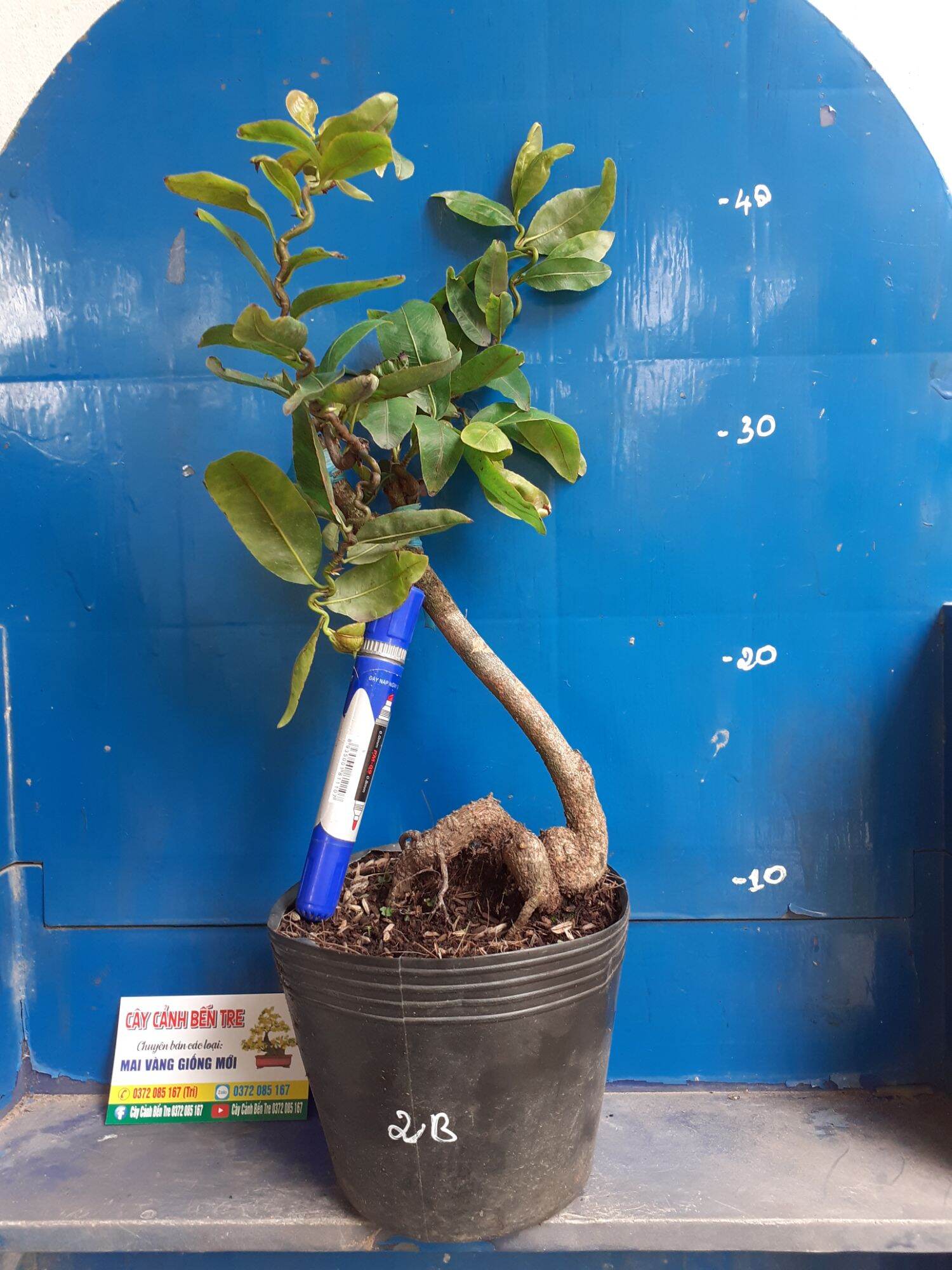 Mai Giảo tự xoắn
