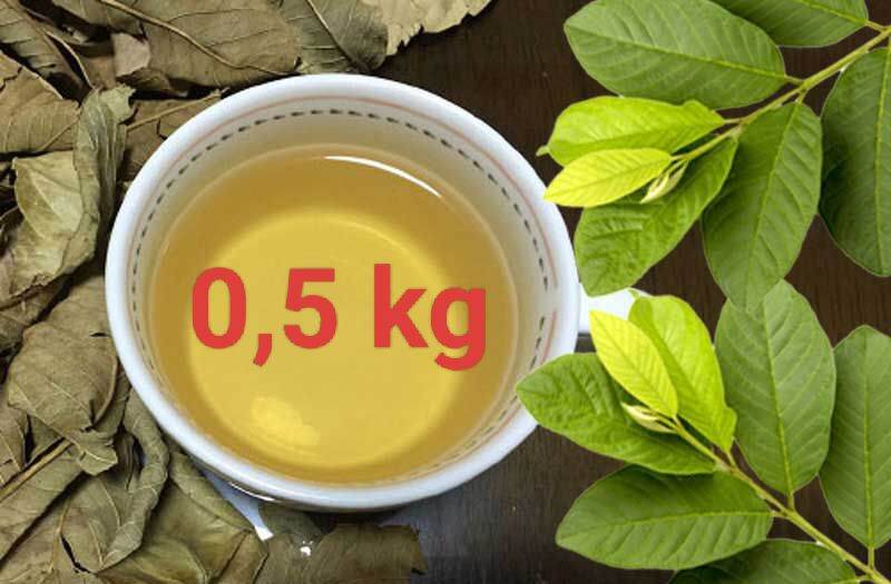 Lá ổi loại 1 chọn lọc