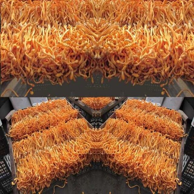 100g nấm đông trùng hạ thảo