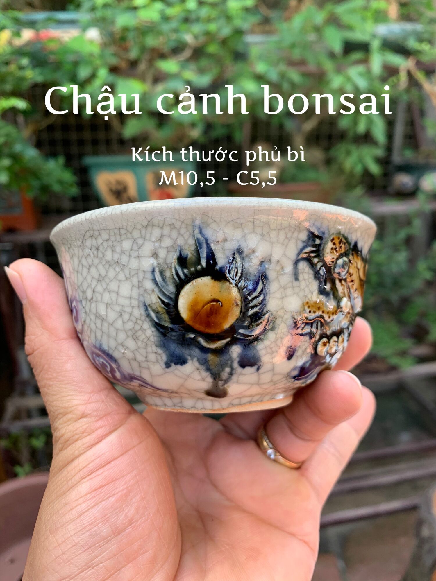 Chậu trồng cây bonsai mini