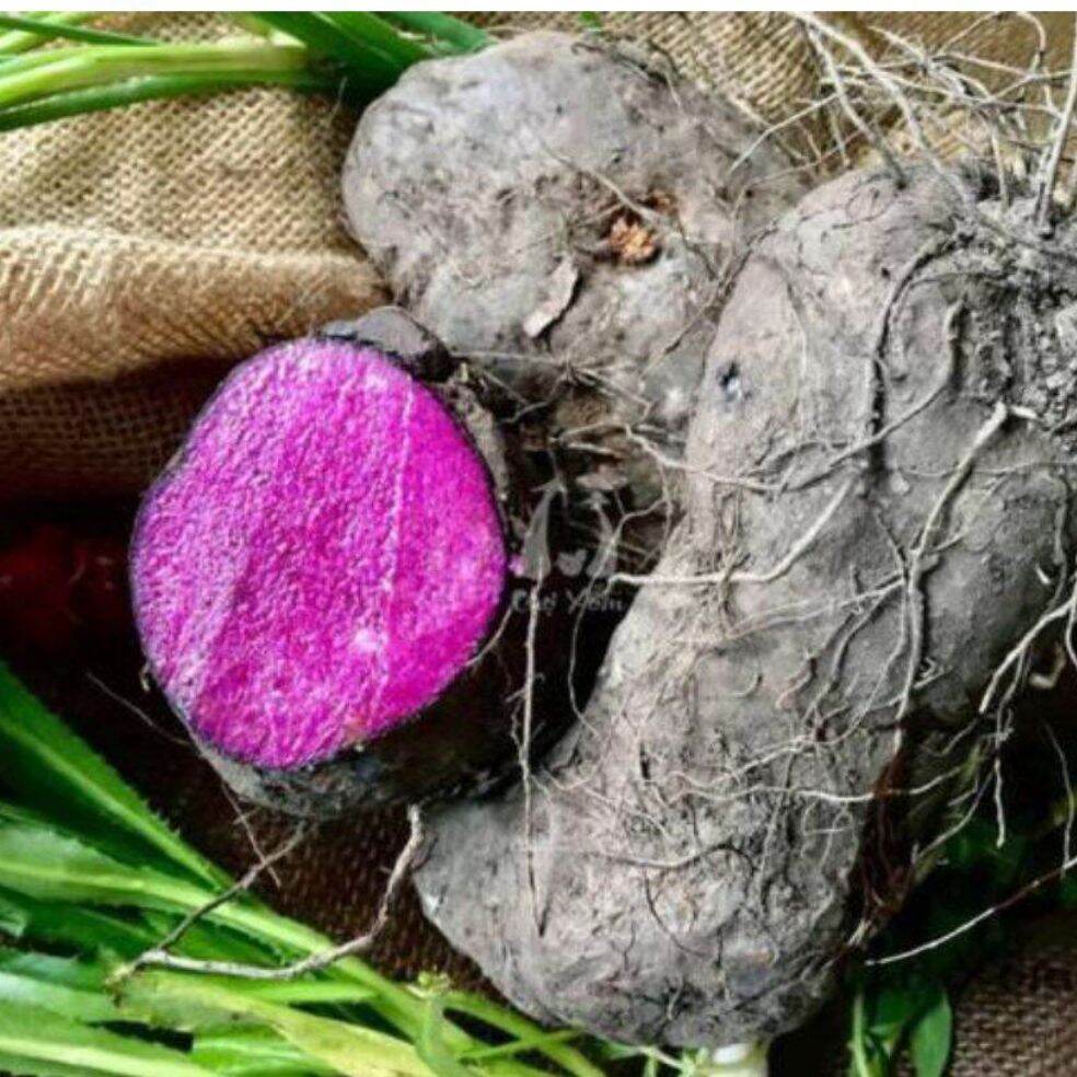 Khoai mỡ ú nu mới nhổ-1Kg