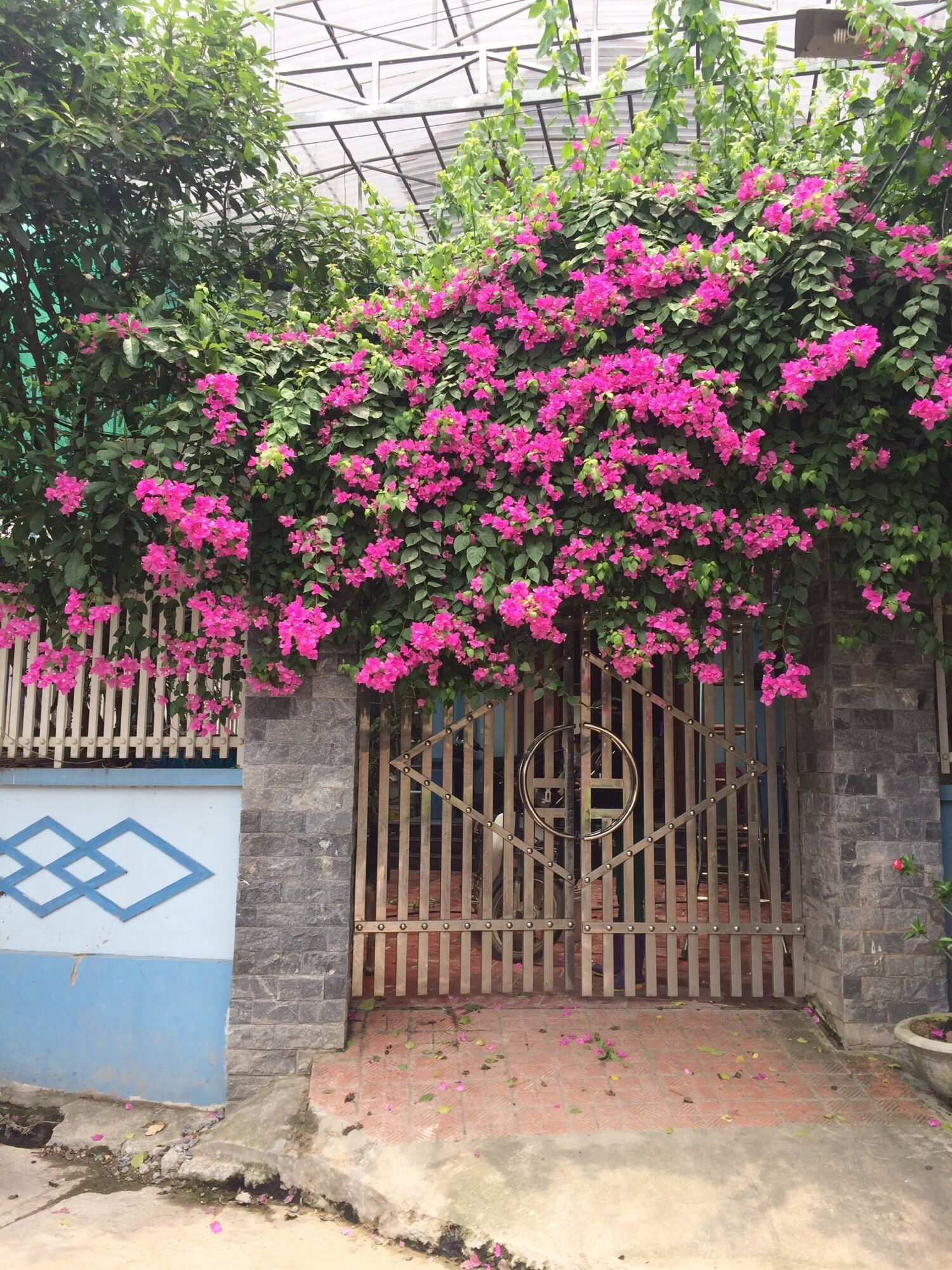 phân bón kích thích hoa giấy ra hoa