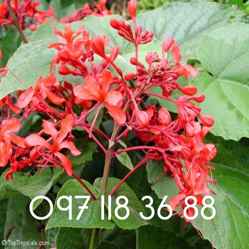 Rễ cây xích đồng nam khô.