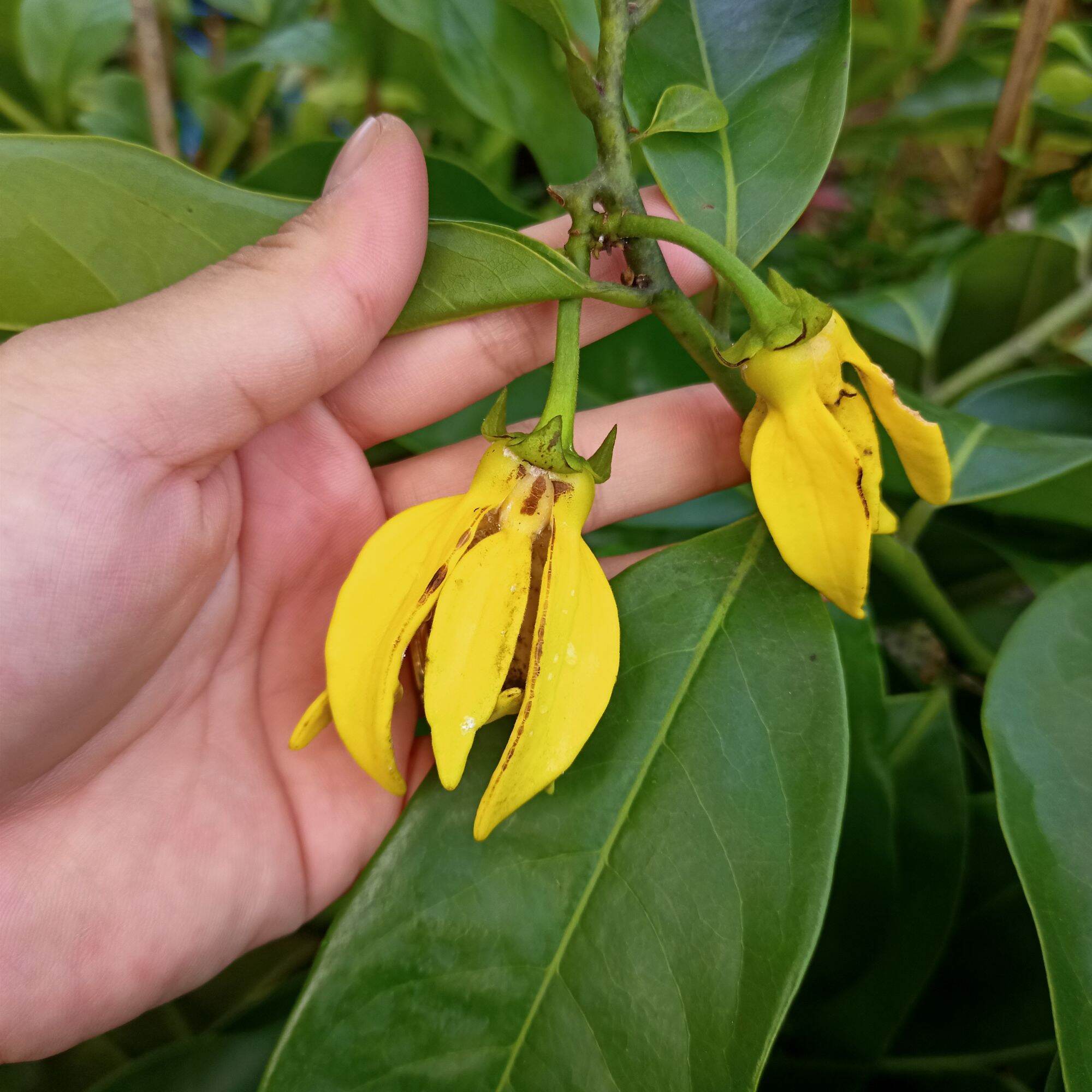 Chậu cây hoa dẻ