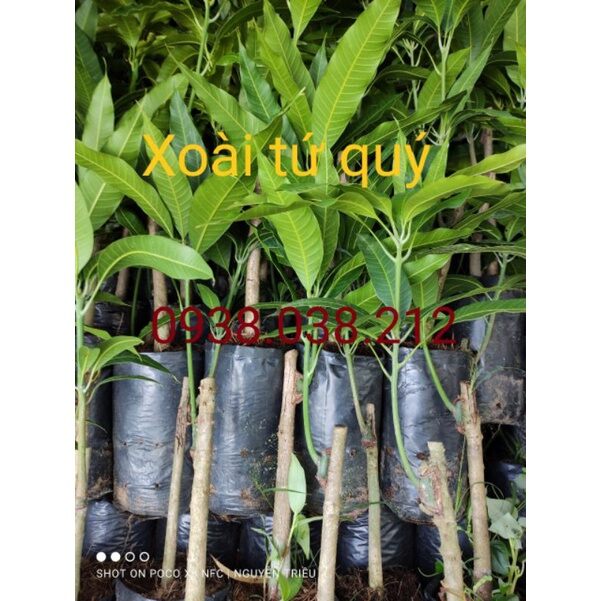 CÂY GIỐNG XOÀI TỨ QUÝ