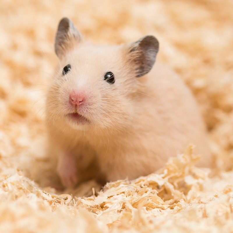 Mùn nén hamster 1kg lót chuồng