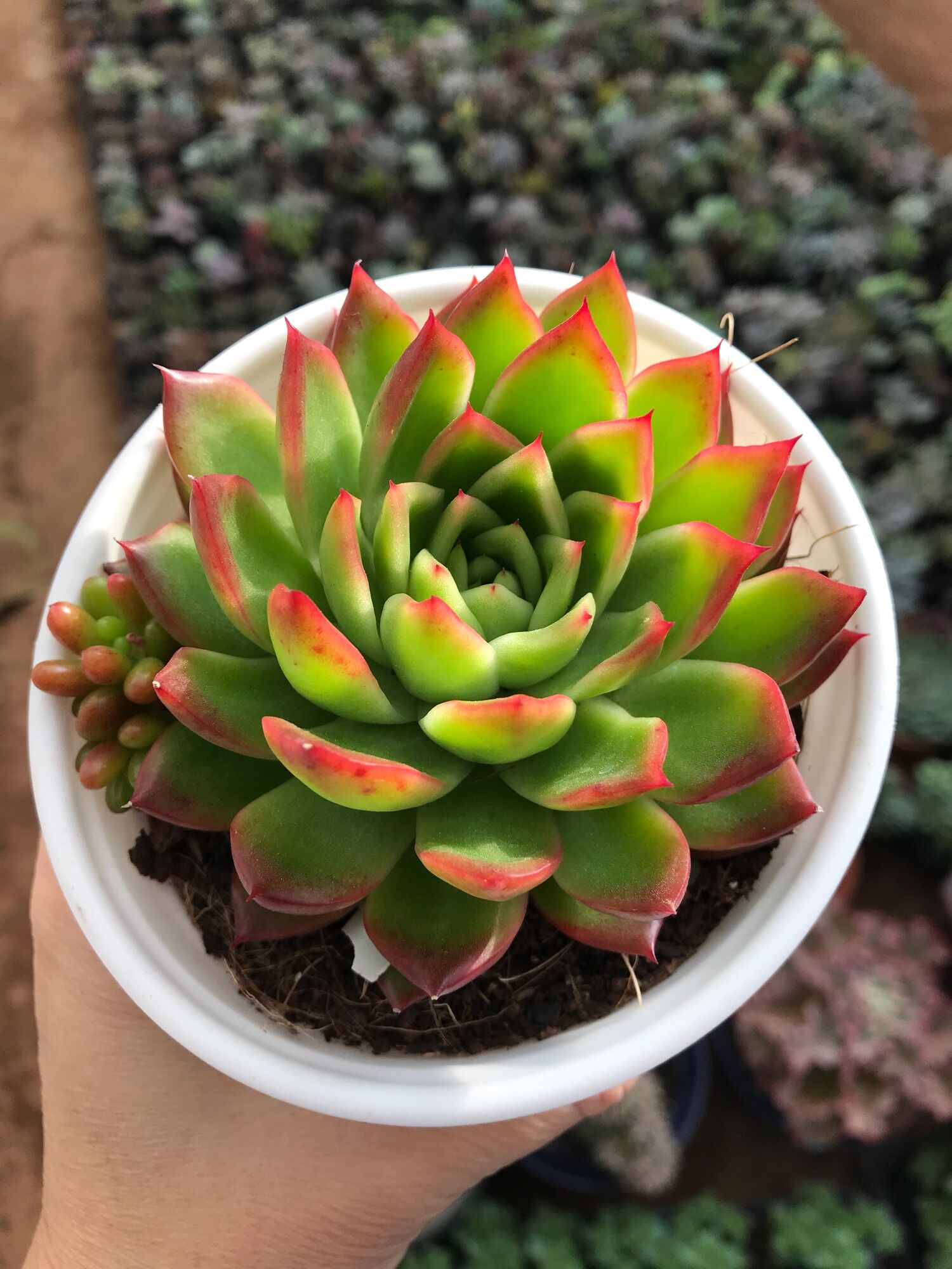 Sen đá viền lửa cute size trung