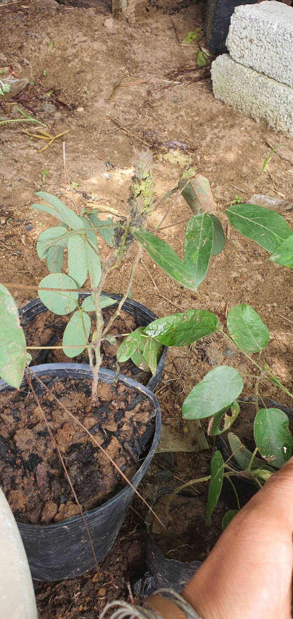 cây giống đuôi chồn/hầu vĩ tóc[combo 3 cây]