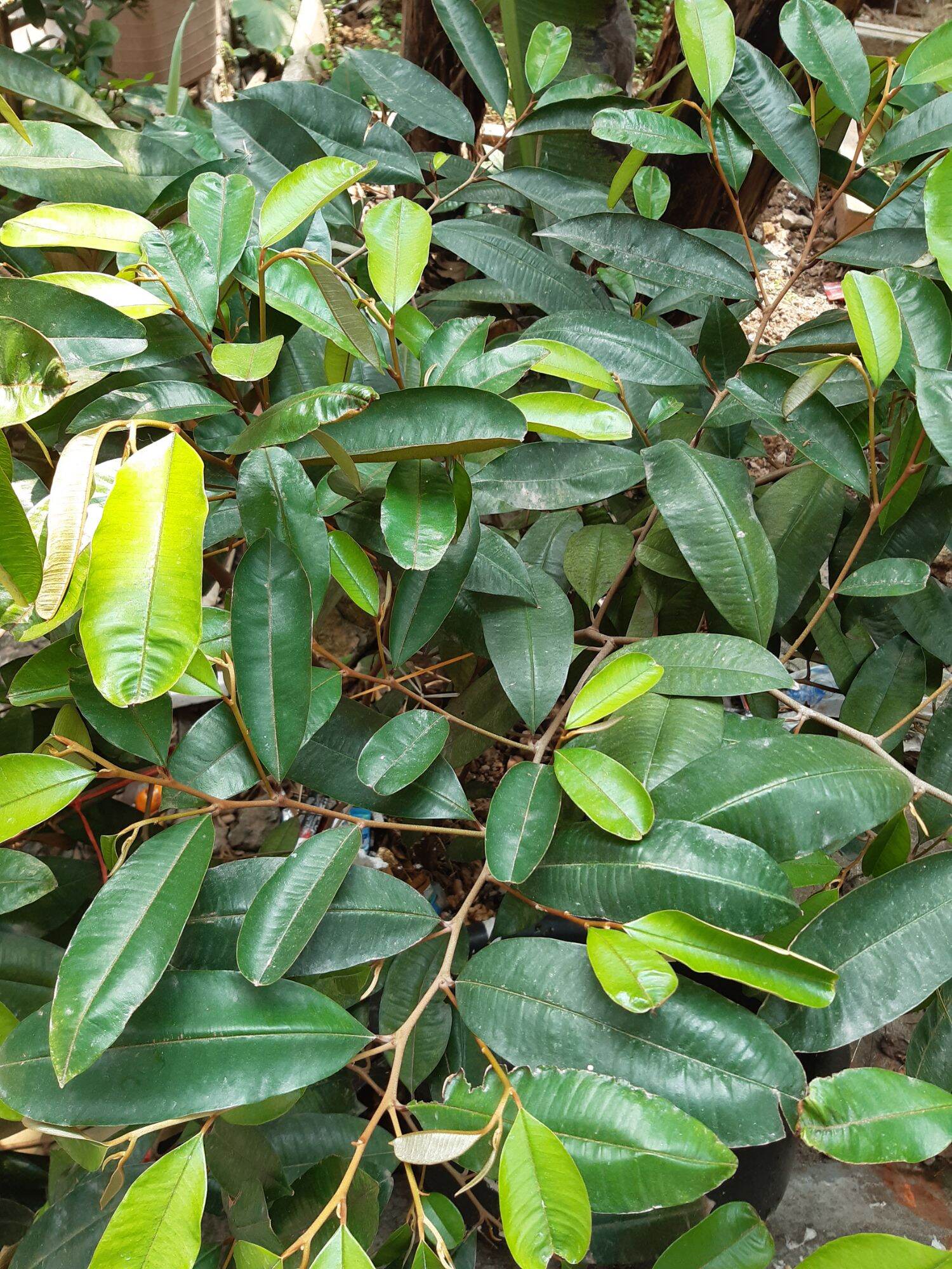 1kg lá vú sữa tươi