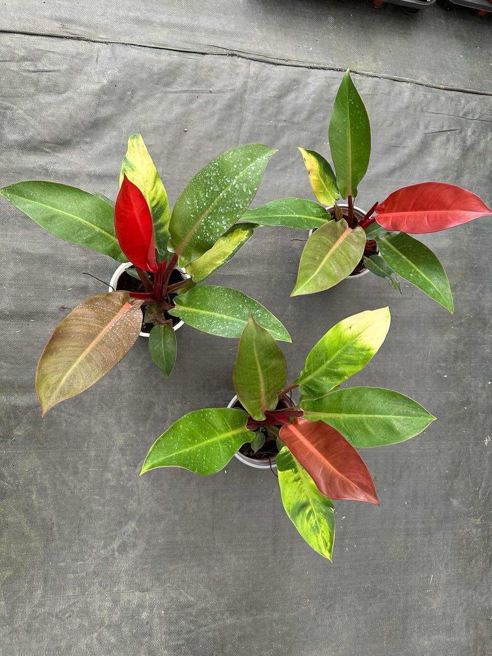 Cây đế vương lá đỏ tán lá 32cm, cây phong thuỷ, cây hút tài lộc, cây lọc không khí, cây phát tài