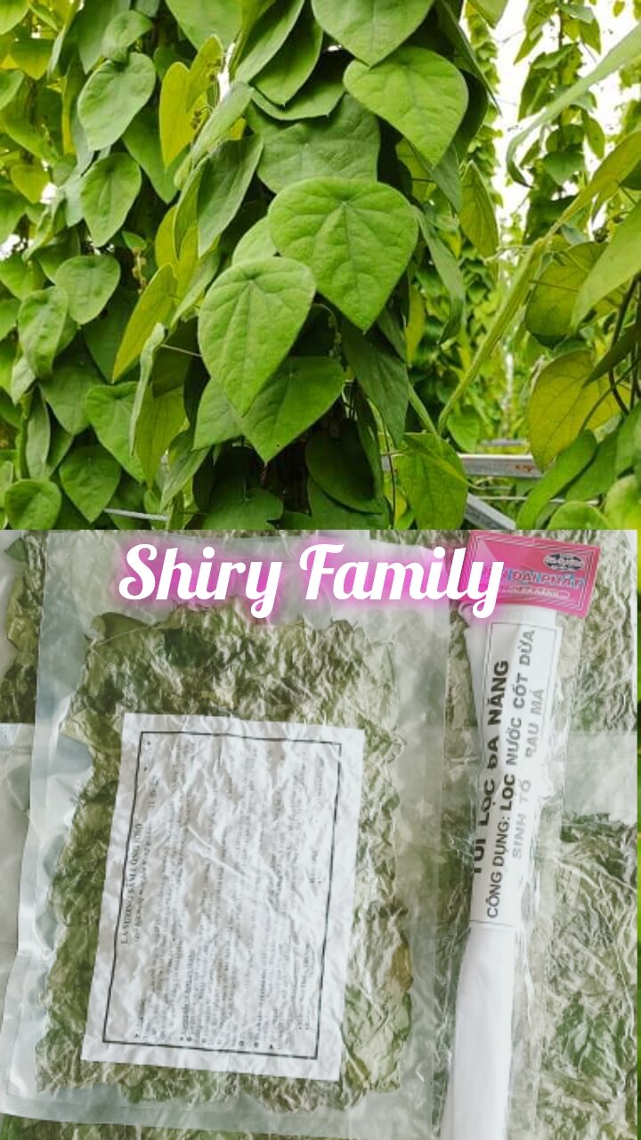 Lá sương sâm lông khô 100g + bột nang mực + túi lọc sâm