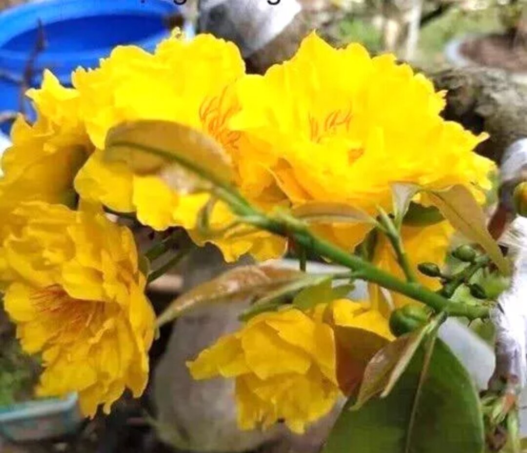 Mai cúc phượng thanh trân