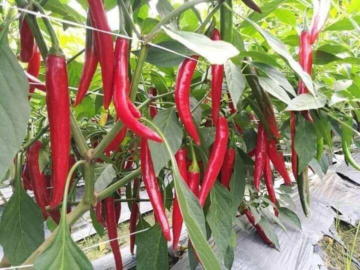 Hạt giống ớt chỉ địa