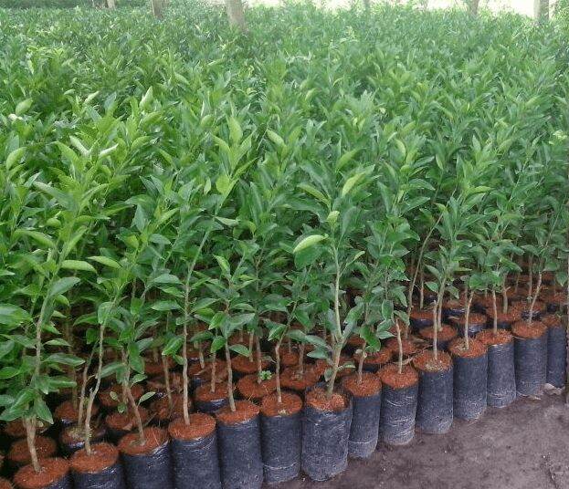 400gram túi bầu ươm cây 12x22