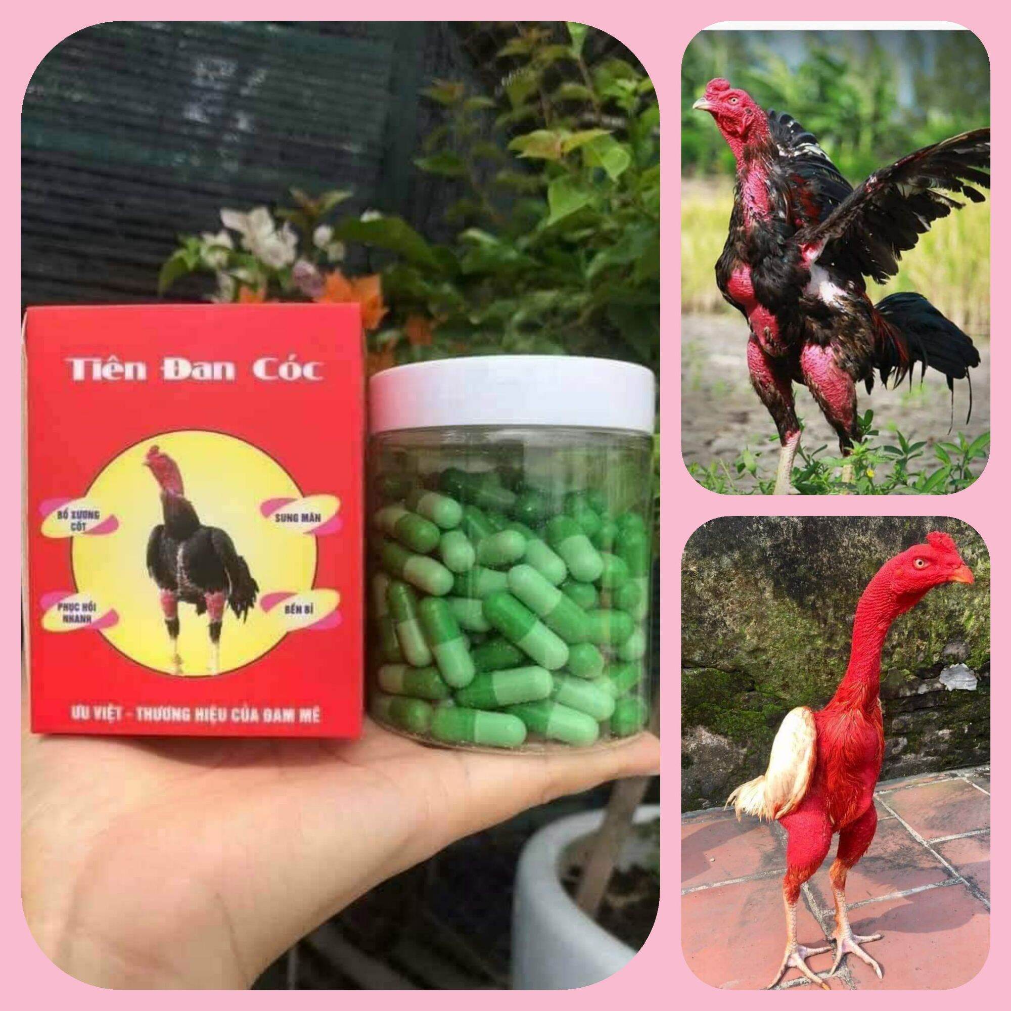 Tiên đan cóc cho gà đá - dẻo dai -- sung mãn -- tải đòn tốt cho gà ra trận