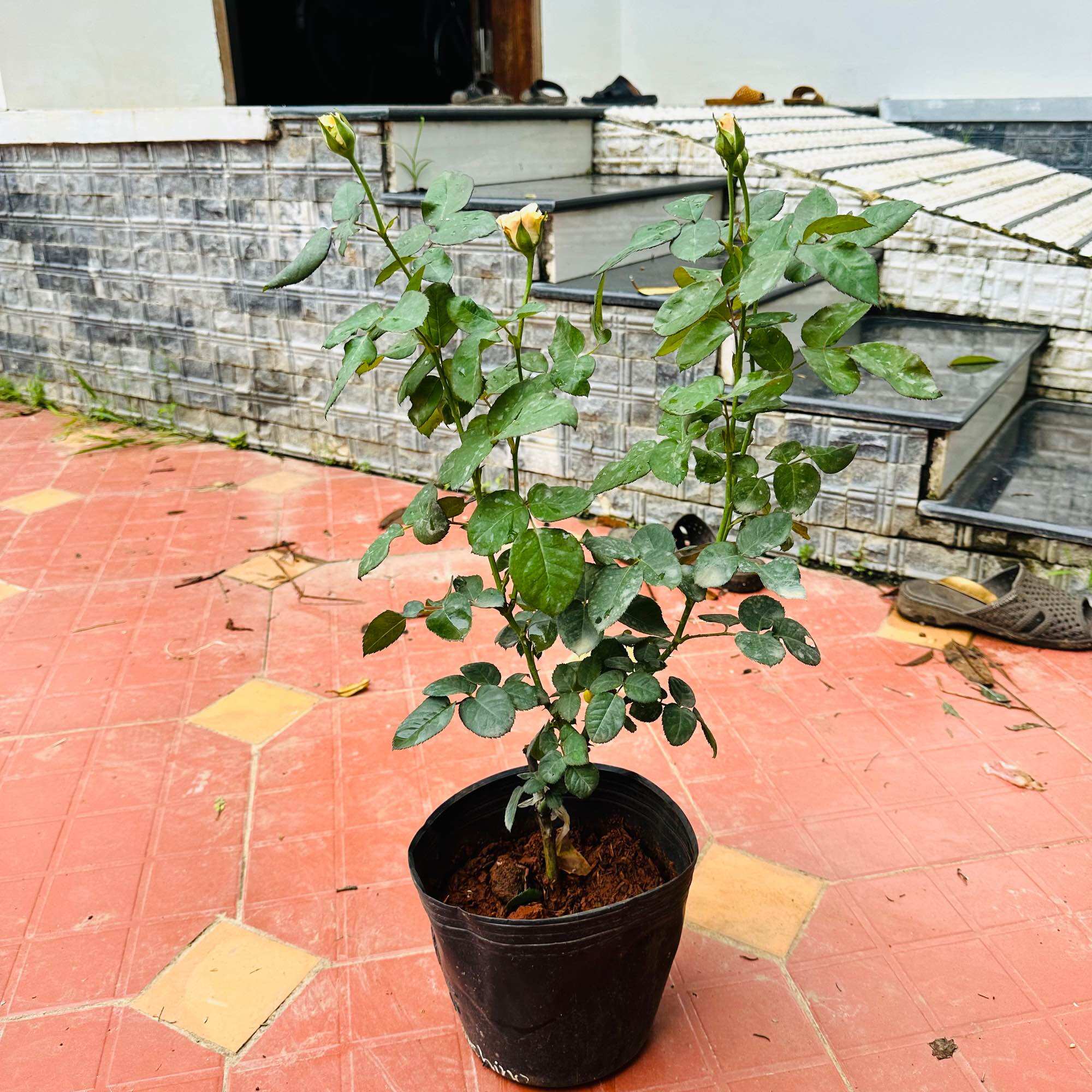 Hoa hồng Capuchino Rose - hồng bụi, hoa thơm