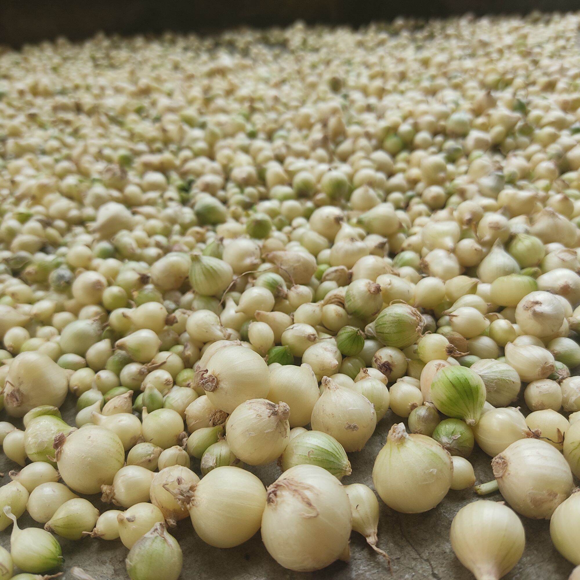 Hanh tăm ( củ nén) quê nghệ an 0.5kg