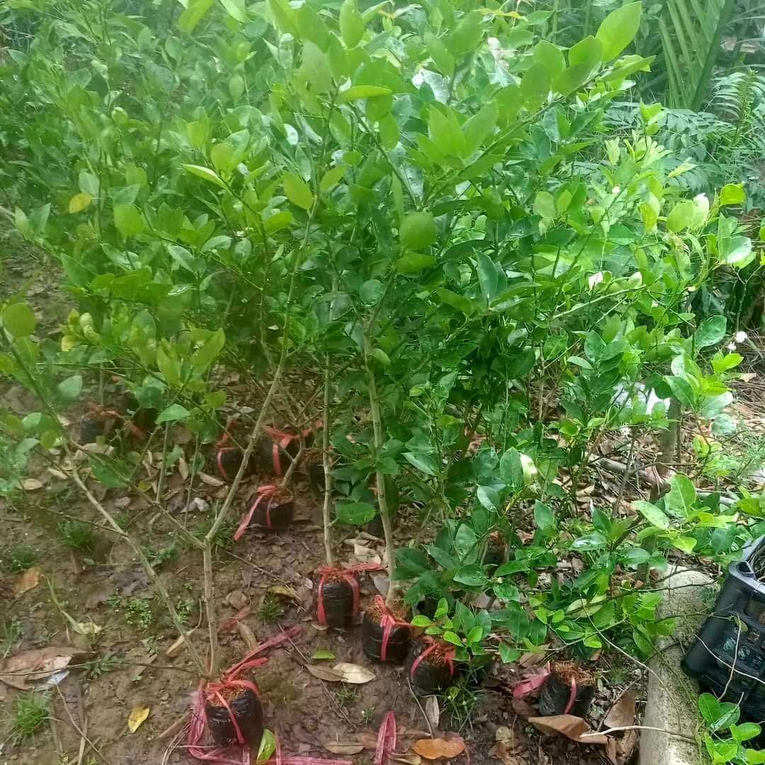 ( CÂY GIỐNG) 1 cây chanh giấy. chiết nhánh mau trái